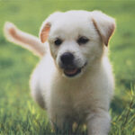 Insignia™ - Puppy Mouse Pad - Multi