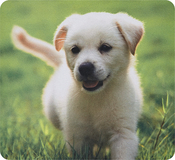 Insignia™ - Puppy Mouse Pad - Multi